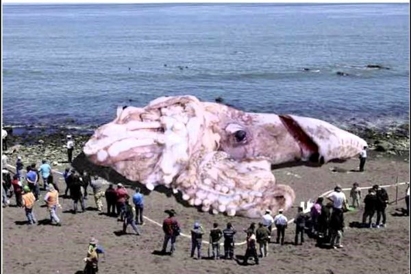 Kraken зеркало krakentor site